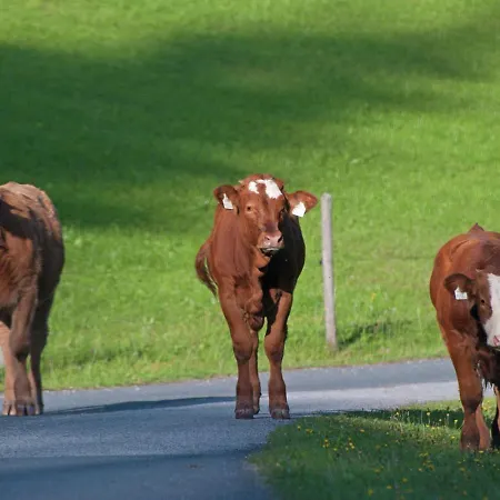 Animal Friendly In